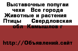 Выставочные попугаи чехи - Все города Животные и растения » Птицы   . Свердловская обл.,Камышлов г.